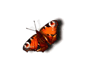 Butterfly02 1